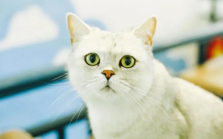 猫快生产的时候会什么表现