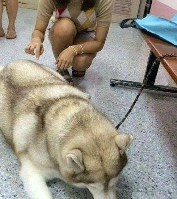 网友去医院见到一只比猪还肥的哈士奇，细心一看一瞬间懂了：原来是姥姥养的啊