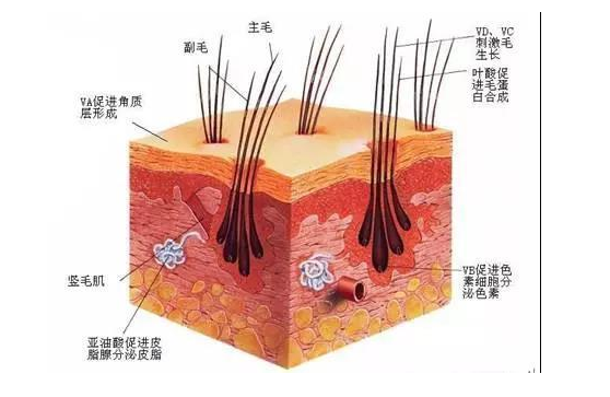 猫大圣天然猫粮真的可以美毛吗？ 