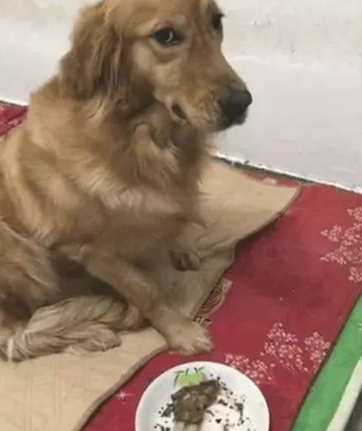 金毛狗狗偷食主人的午餐,还摆成一脸无辜的表情,段子手主要表现烦透了 金毛狗狗偷食主人的午餐,还摆成一脸无辜的表情,段子手主要表现烦透了