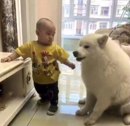 萨摩耶每一次主人喂食情况下都不要吃,可是为何还是那麼的胖呢? 萨摩耶每一次主人喂食情况下都不要吃,可是为何还是那麼的胖呢?