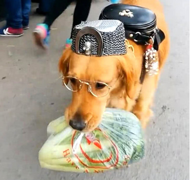 金毛一身潮流趋势穿着打扮,跟随主人一起外出,一瞬间变成全街的聚焦点 金毛一身潮流趋势穿着打扮,跟随主人一起外出,一瞬间变成全街的聚焦点