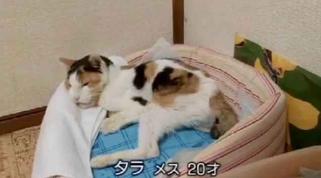 20岁老猫患舌癌被医生判死刑，主人却不肯放弃，4个月后…奇迹出现了！