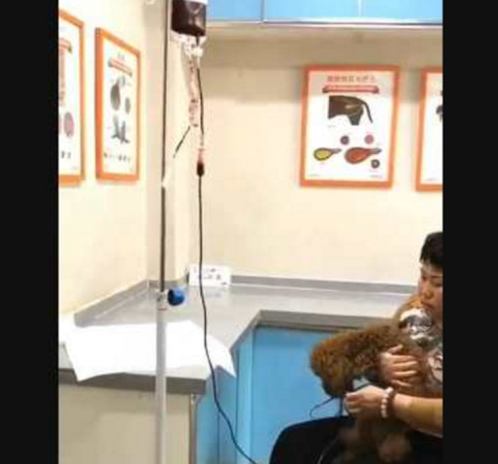小泰迪得病必须静脉注射,伙伴二哈壮胆大站出去,改革友谊不容易 小泰迪得病必须静脉注射,伙伴二哈壮胆大站出去,改革友谊不容易