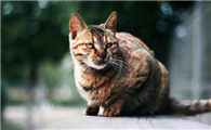 猫咪奶涨的很硬有没有危险