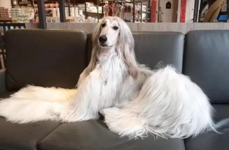阿富汗猎犬洗澡不听话？因为你没掌握正确方法！