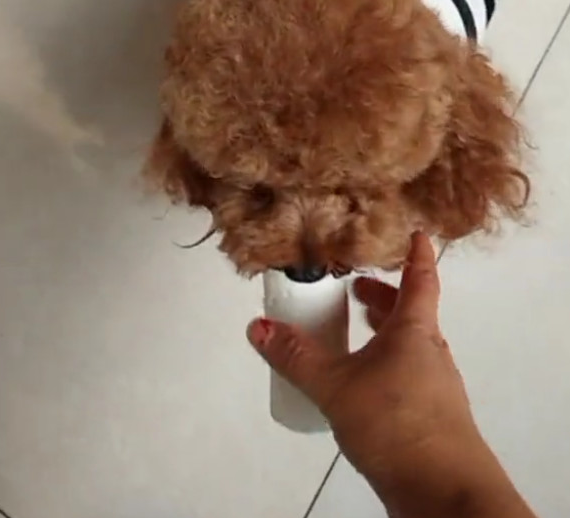 泰迪犯错误后,竟会积极跪搓衣板,这狗该怎么处罚? 泰迪犯错误后,竟会积极跪搓衣板,这狗该怎么处罚?