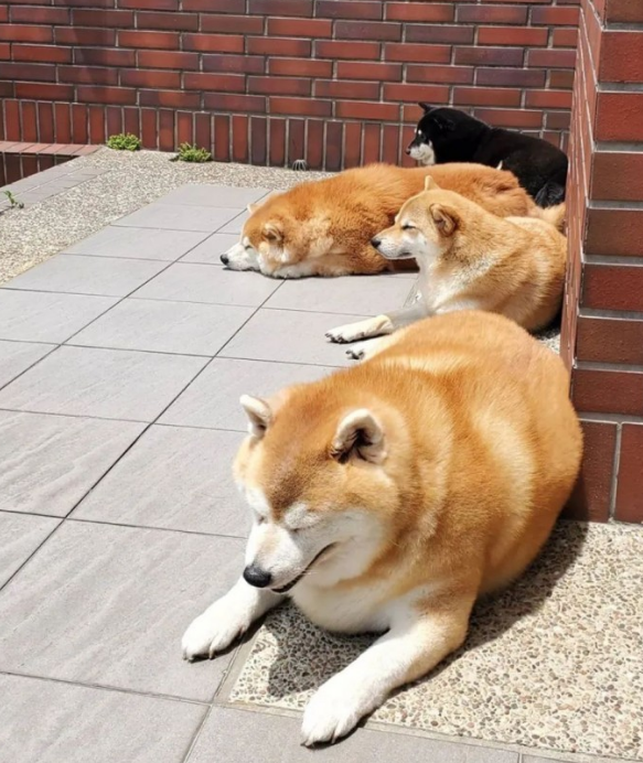 女子带柴犬外出散散步，却总被别人误以为是海象：这身型用心的吗？