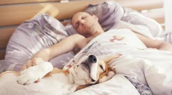 今日科普：狗狗和人睡有什么好处和坏处？