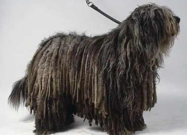 想知道波利犬为什么禁养？答案就在这里！
