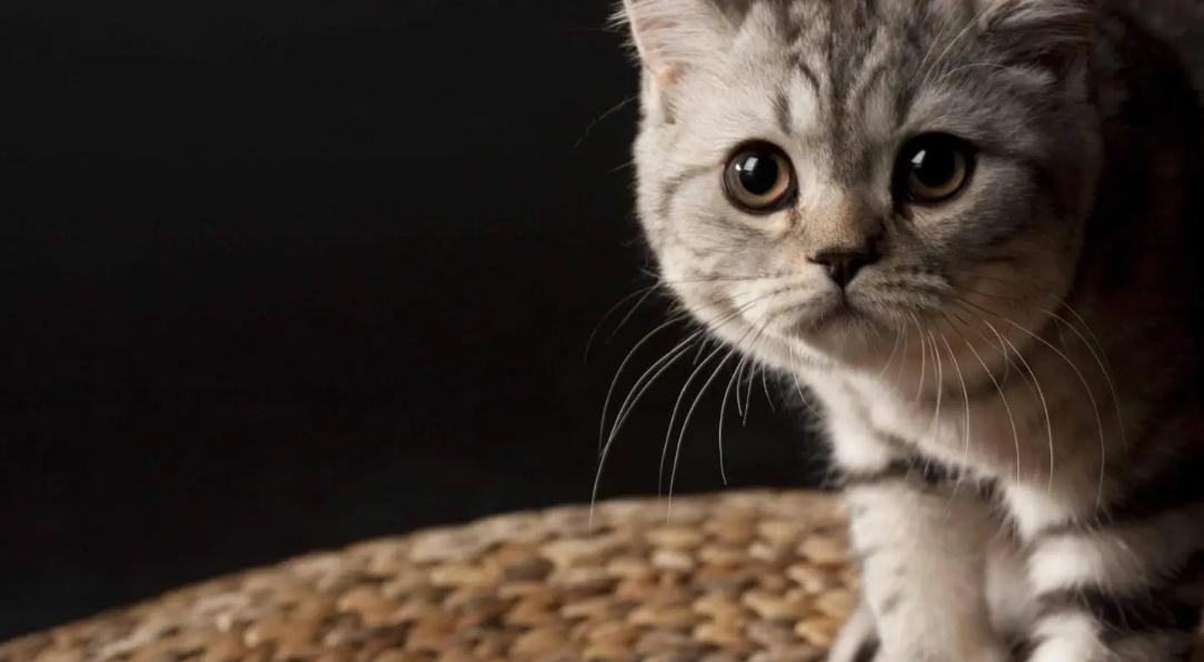 猫绝育后需要多久可以取头套