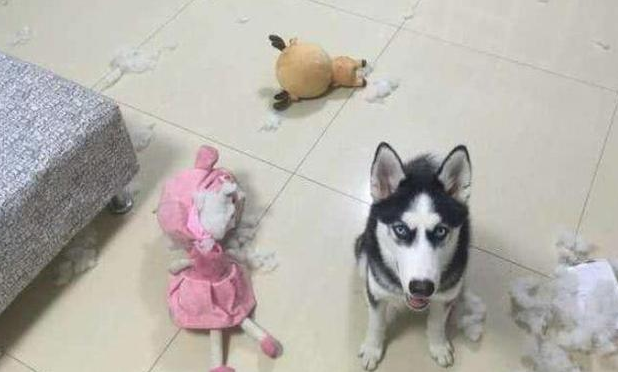 5种最败家女的狗狗，萨摩耶入选，最后一个都说它是大男神