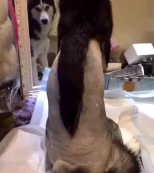 二哈遭主人一阵洗吹剪,造型设计让它猜疑狗生,之后丢人再见了母犬了 二哈遭主人一阵洗吹剪,造型设计让它猜疑狗生,之后丢人再见了母犬了