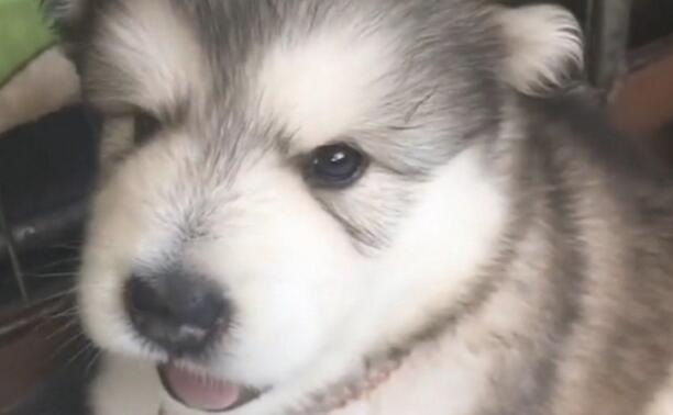 主人一吹哨子,阿拉斯加犬幼狗就会学狼叫 主人一吹哨子,阿拉斯加犬幼狗就会学狼叫