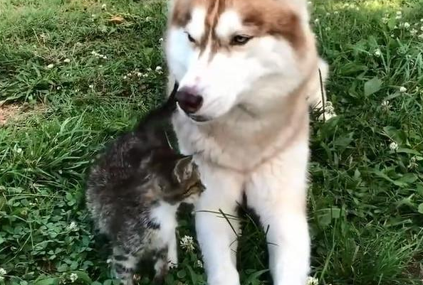 自打有一只小奶猫在,呆萌的二哈就不折腾,还很奇妙地平静下来!