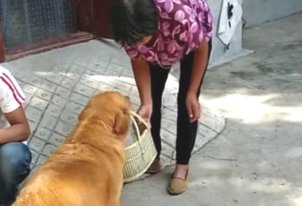 金毛掌门人跑腿服务,回家时还叼回“台费”,旁狗看过满是羡慕嫉妒