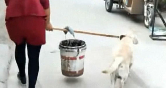 主人拎着桶去打水，狗狗见后立刻冲向前，汪：主人我帮你吧