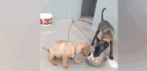 仿冒金毛和伪马犬抢食,马犬一前爪将食盆干倒,还要上来揍金毛… 仿冒金毛和伪马犬抢食,马犬一前爪将食盆干倒,还要上来揍金毛…