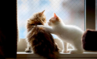 猫突然吐舌头一抽一抽的是怎么回事