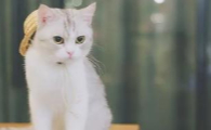 睡莲对猫有没有毒