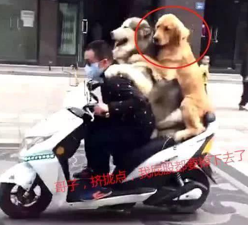 男子骑自行车带金毛和阿拉斯加外出,惹得过路人笑翻:家庭地位一目了然