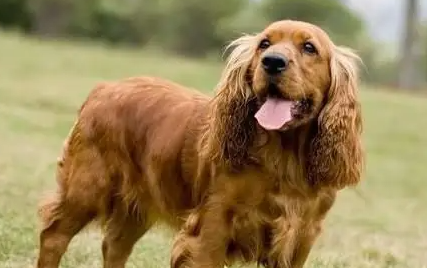 英国可卡犬拉肚子如何治疗感兴趣的可以了解一下