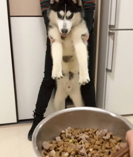 看见眼下的犬粮不能吃二哈都快急疯掉再不不要啊就咬你! 看见眼下的犬粮不能吃二哈都快急疯掉再不不要啊就咬你!