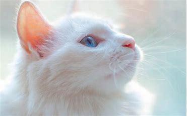 哪种猫冻干最好?猫主人应该要知道帕特哦 哪种猫冻干最好?猫主人应该要知道帕特哦