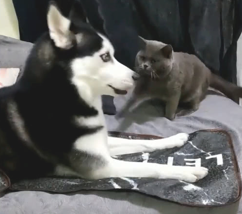 被蓝猫扇了一巴掌，二哈向铲屎官憋屈发牢骚：能否劝告喵主子