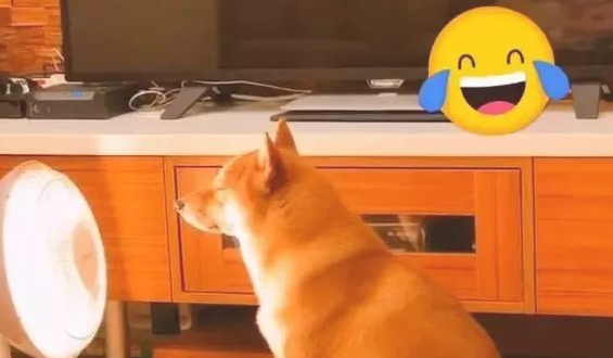 柴犬占据小太阳烤脸，闭上眼禅坐样子超沉醉：好怕它烤出黑柴