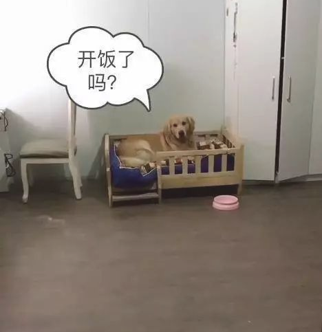 开饭啦，金毛叼着小盆冲过来，一见到主人给的食材，赶忙掉头就跑