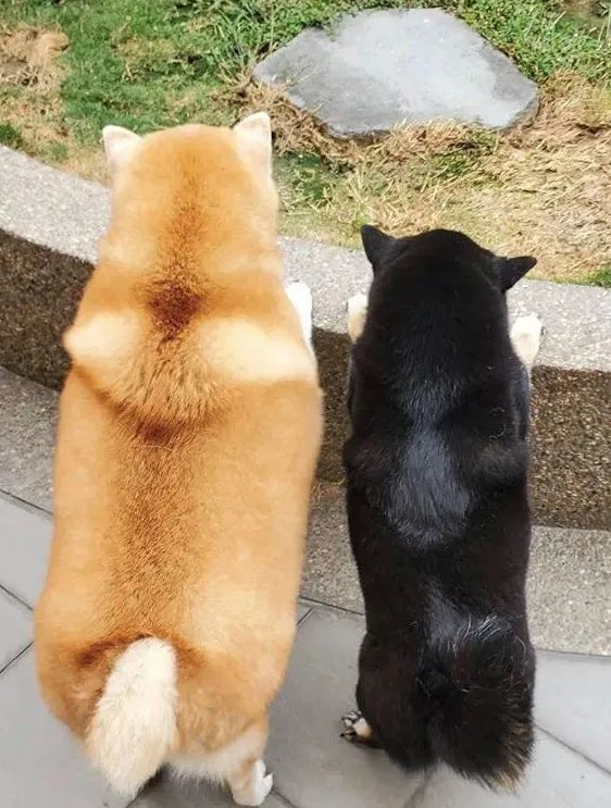 女子带柴犬外出散散步，却总被别人误以为是海象：这身型用心的吗？