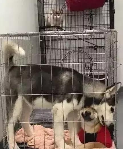 二哈和柴犬受困同一铁笼里！小柴：为何将我跟这一二货关一起？