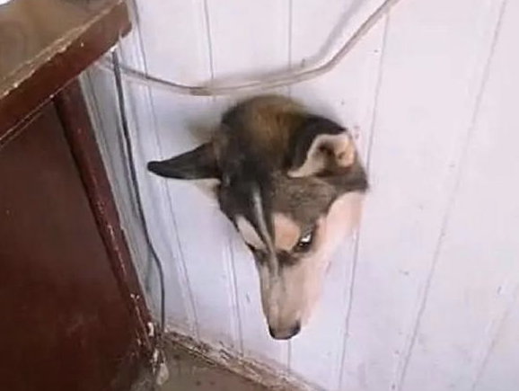 回农村第一天:二哈拆家拆了个洞,随后卡住自身一天 回农村第一天:二哈拆家拆了个洞,随后卡住自身一天