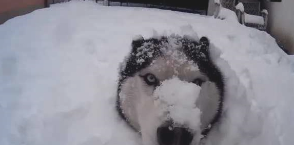 等养了哈士奇还可以那样玩，把它埋在雪里