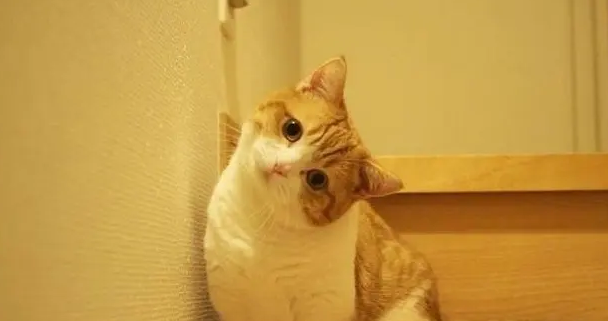猫体内有寄生虫的症状是什么 猫体内有寄生虫的症状是什么