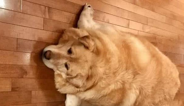 肥胖就是过错？狗狗因超重被讨厌后，竟努力成功减肥80斤