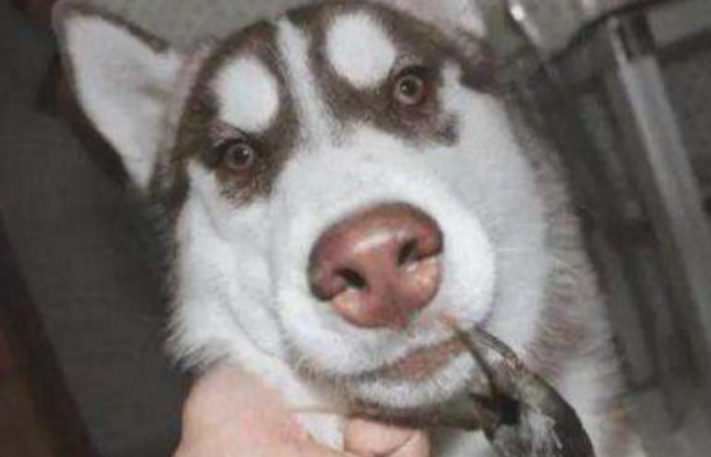 哈士奇撕家,主人一怒之下购买了二斤螃蟹给它,二哈立刻就怂了 哈士奇撕家,主人一怒之下购买了二斤螃蟹给它,二哈立刻就怂了