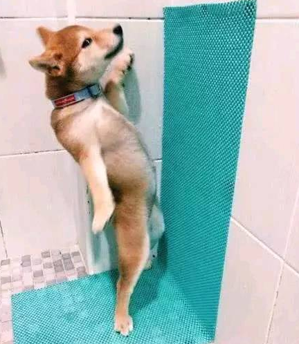 男人养了一只柴犬，下班了回家见到狗狗在厕所，男人笑喷