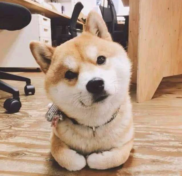 男人养了一只柴犬，下班了回家见到狗狗在厕所，男人笑喷