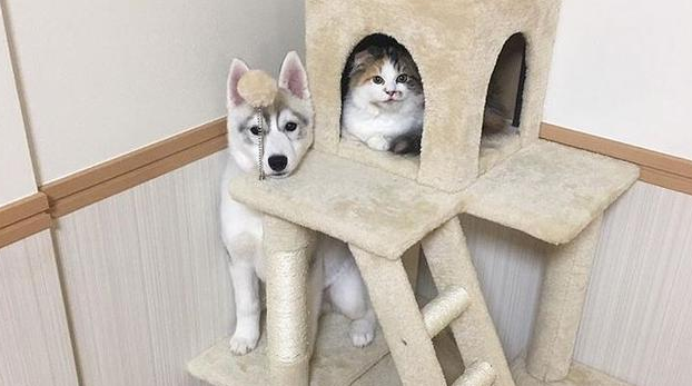 三只二哈和一只猫一起生活，没把猫变二，反倒被猫带歪了风格