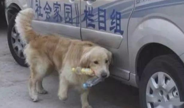 主人得病没法承担日常生活,金毛每日叼瓶子回家,缘故令人泪崩! 主人得病没法承担日常生活,金毛每日叼瓶子回家,缘故令人泪崩!