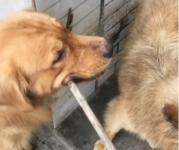 土狗犯错误被主人经验教训,金毛在一旁阻拦,网友见到后要笑喷了 土狗犯错误被主人经验教训,金毛在一旁阻拦,网友见到后要笑喷了