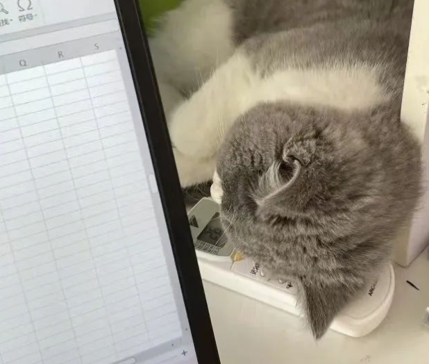 女生把猫写进毕业论文致谢：“没它捣乱，早写完了！”可导师居然说…