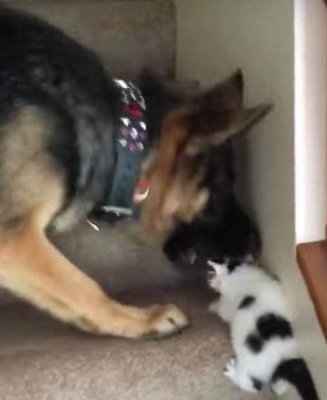 小猫咪不会爬楼,扭头向老前辈求助,大狼狗的反映颠复思维 小猫咪不会爬楼,扭头向老前辈求助,大狼狗的反映颠复思维