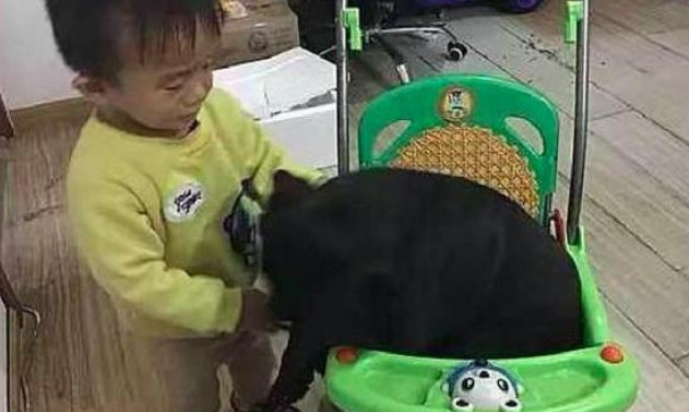 孩子的小轿车被狗狗坐了，任由如何拉也不出来，狗：我是个小宝宝！