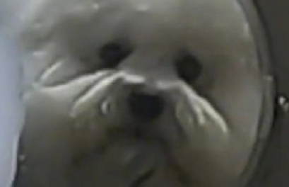 主人给狗狗洗澡时，给它弄了个超大型的狗头造型设计，狗：我头变变大？