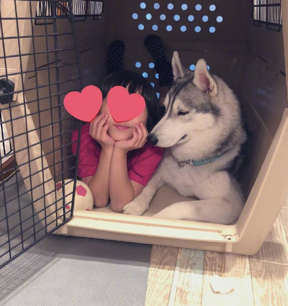 闺女挤入哈士奇的窝，二哈一脸无可奈何向主人家求助：能否管你小孩