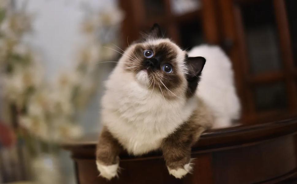 猫咪眼睛有点红怎么回事 猫咪眼睛有点红怎么回事