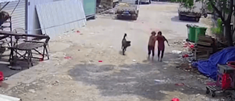 72岁女主人被自己两条恶犬咬死,小区业主曾多次投诉无效 72岁女主人被自己两条恶犬咬死,小区业主曾多次投诉无效